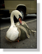 Ein Schwan in spezieller Transporttasche. (Am gefhrlichsten sind die Flgelschlge, die einem Menschen ohne weiteres den Arm brechen knnen.)